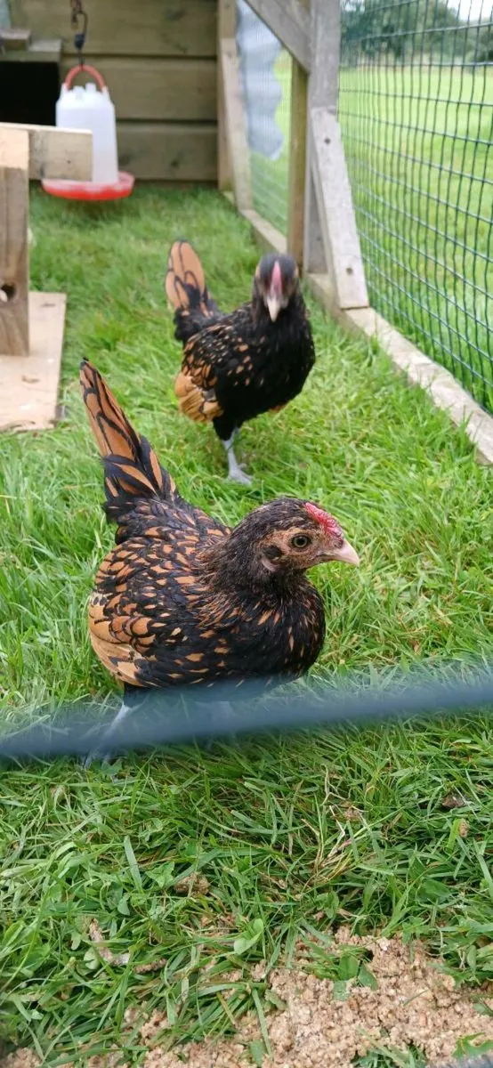 Golden Sebrights, Silver laced Wyandotte for sale - Image 2