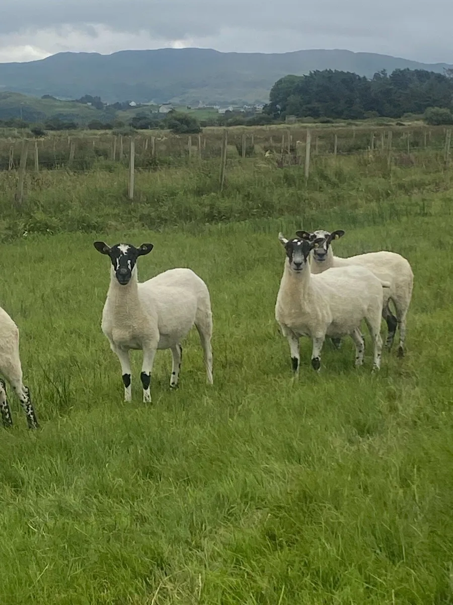 Mule Hoggets - Image 1
