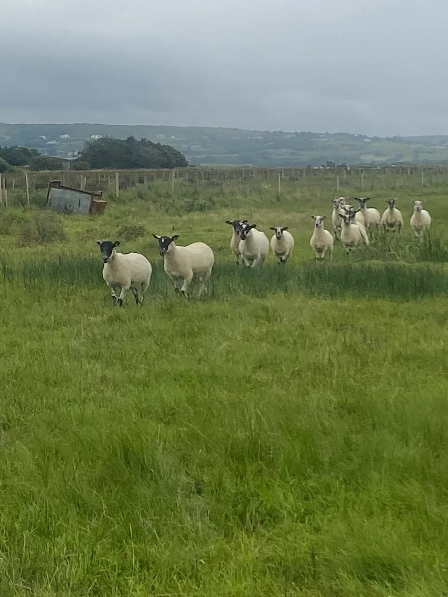 Mule Hoggets - Image 2