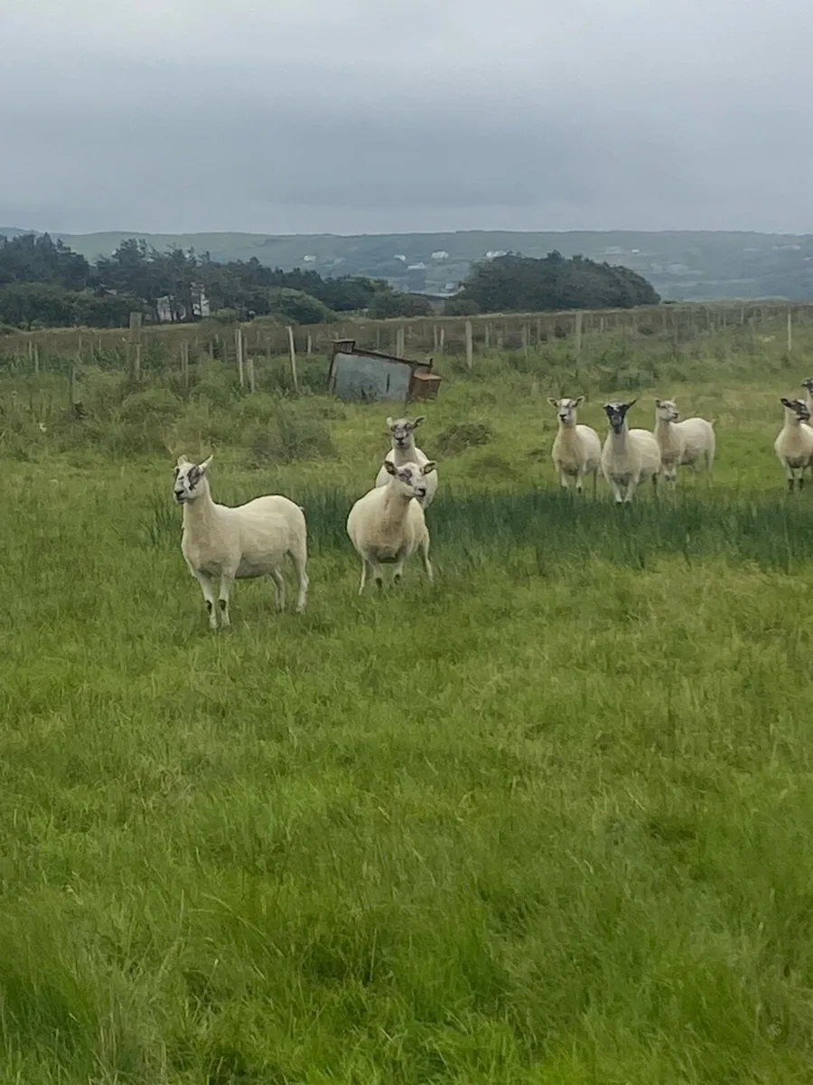 Mule Hoggets - Image 4