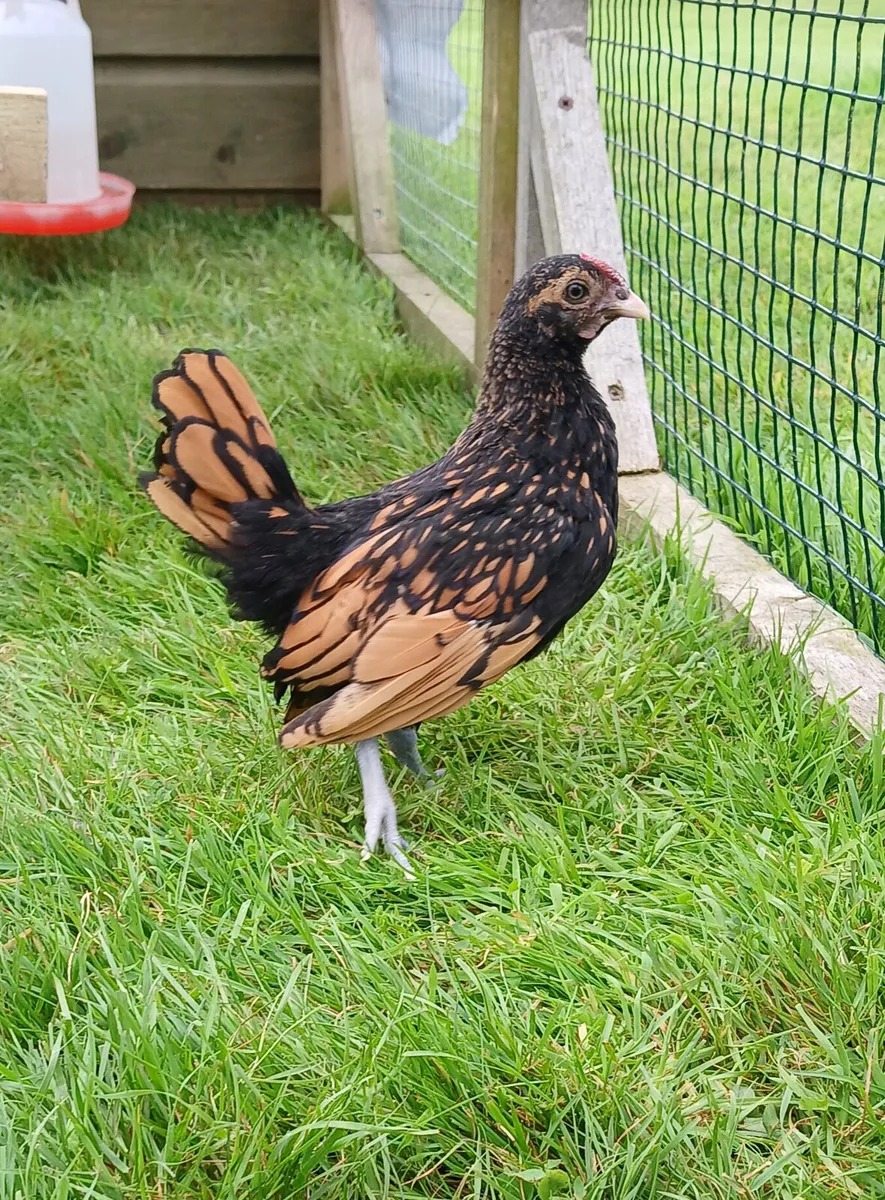 Golden Sebrights, Silver laced Wyandotte for sale - Image 1