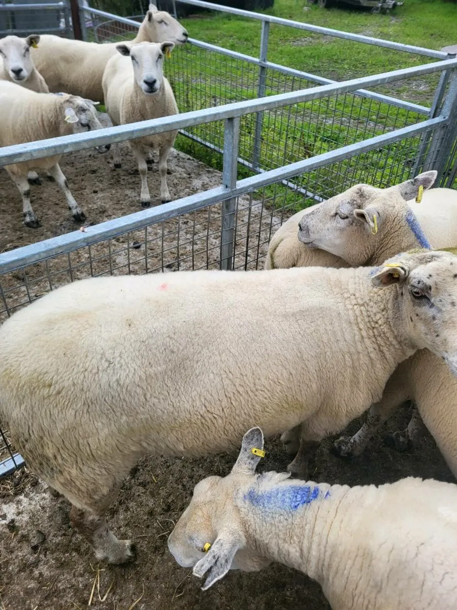 Breeding ewes - Image 3