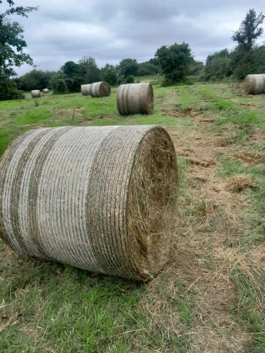 Rough  Hay / Bedding