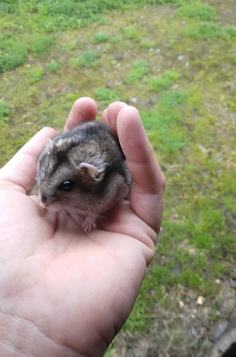 Baby Dwarf Hamsters - Image 2
