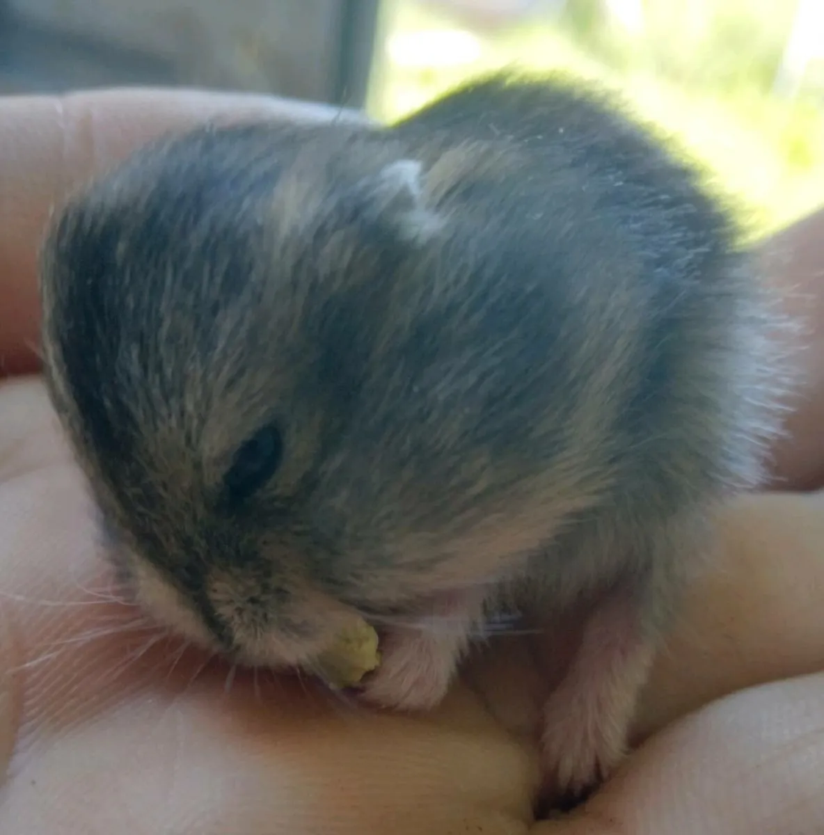 Baby Dwarf Hamsters - Image 1
