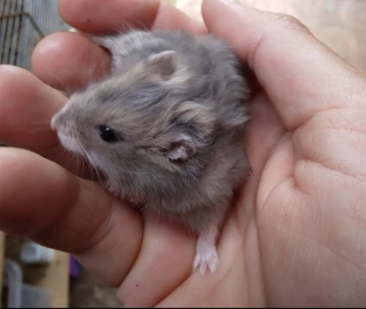 Baby Dwarf Hamsters - Image 4