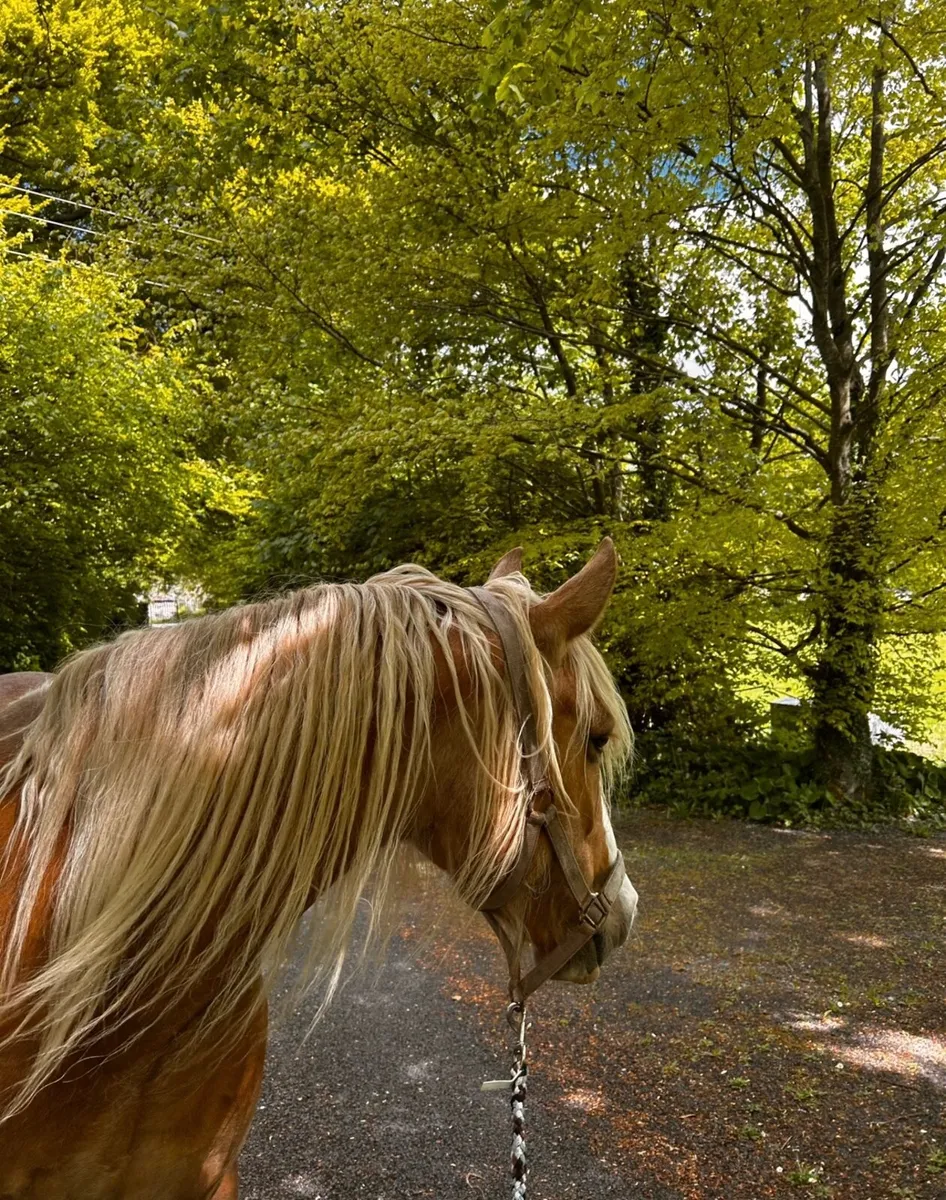 Beautiful Palomino Mare for Sale - Image 4