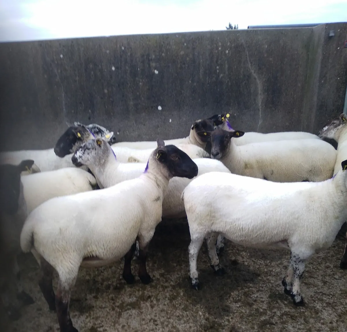 22 breeding ewes - Image 1