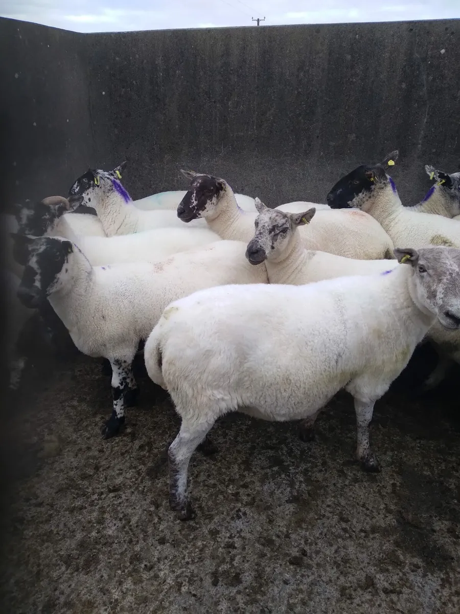 22 breeding ewes - Image 2