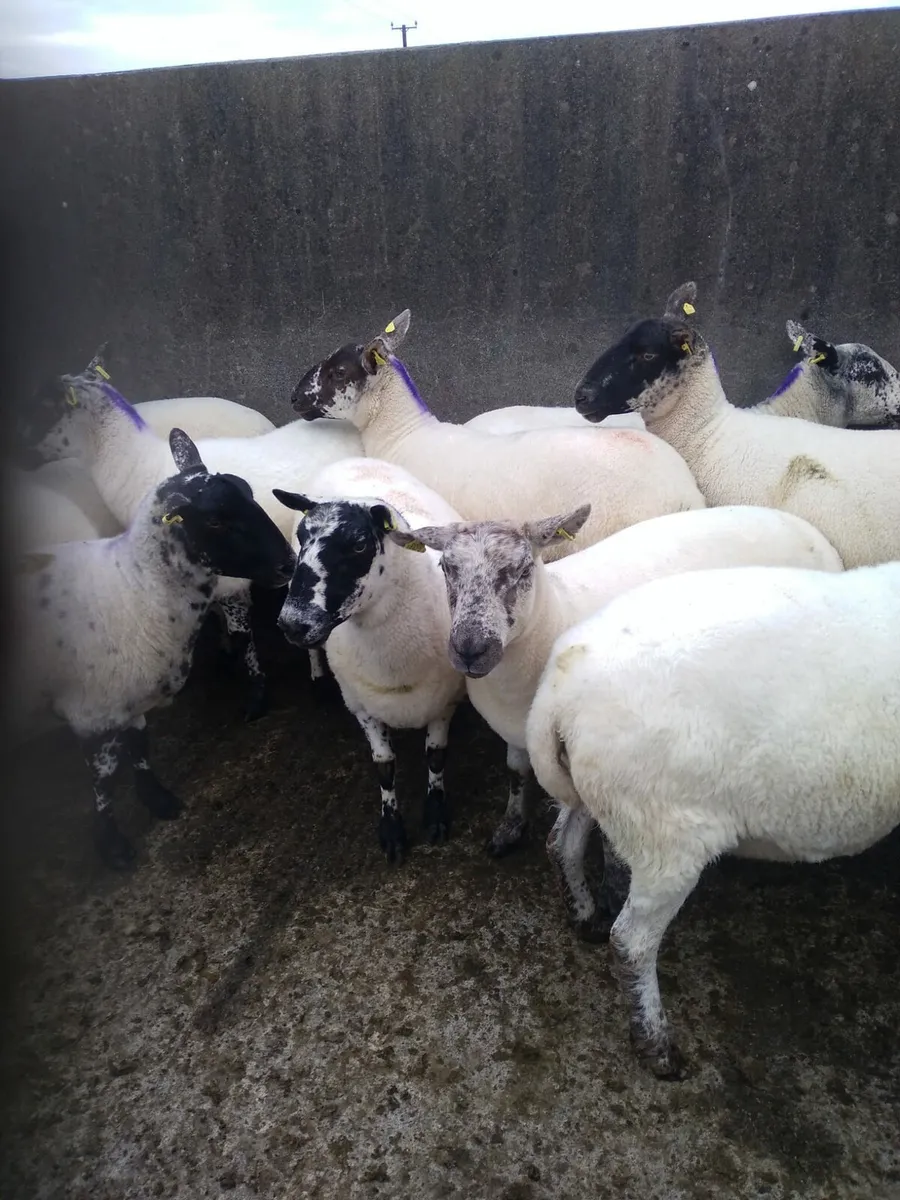 22 breeding ewes - Image 3