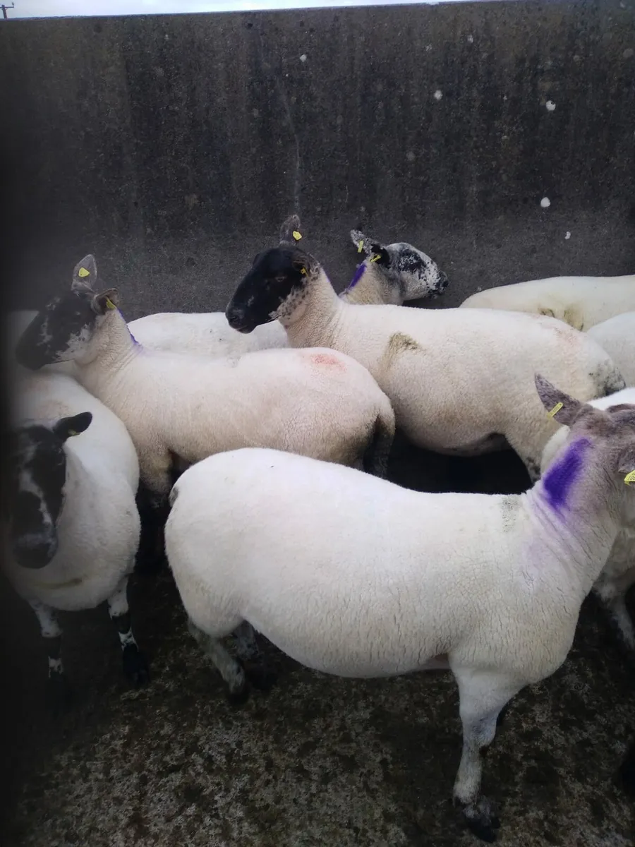 22 breeding ewes - Image 4