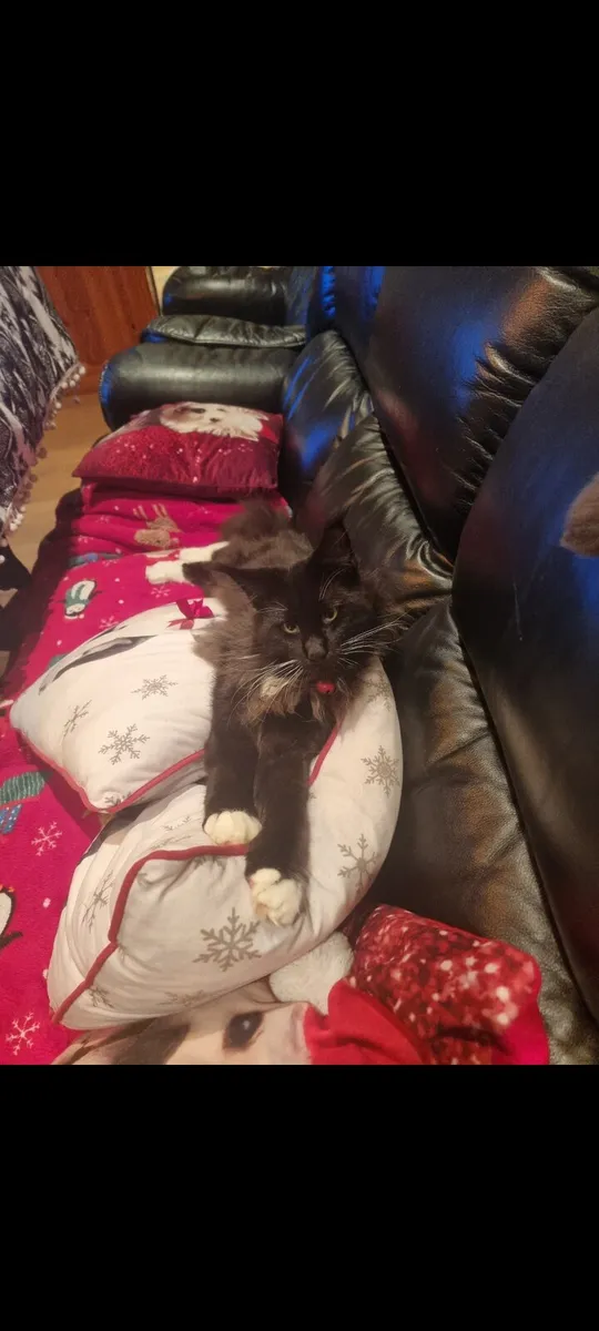 Beautiful girl available❤️ - Image 4