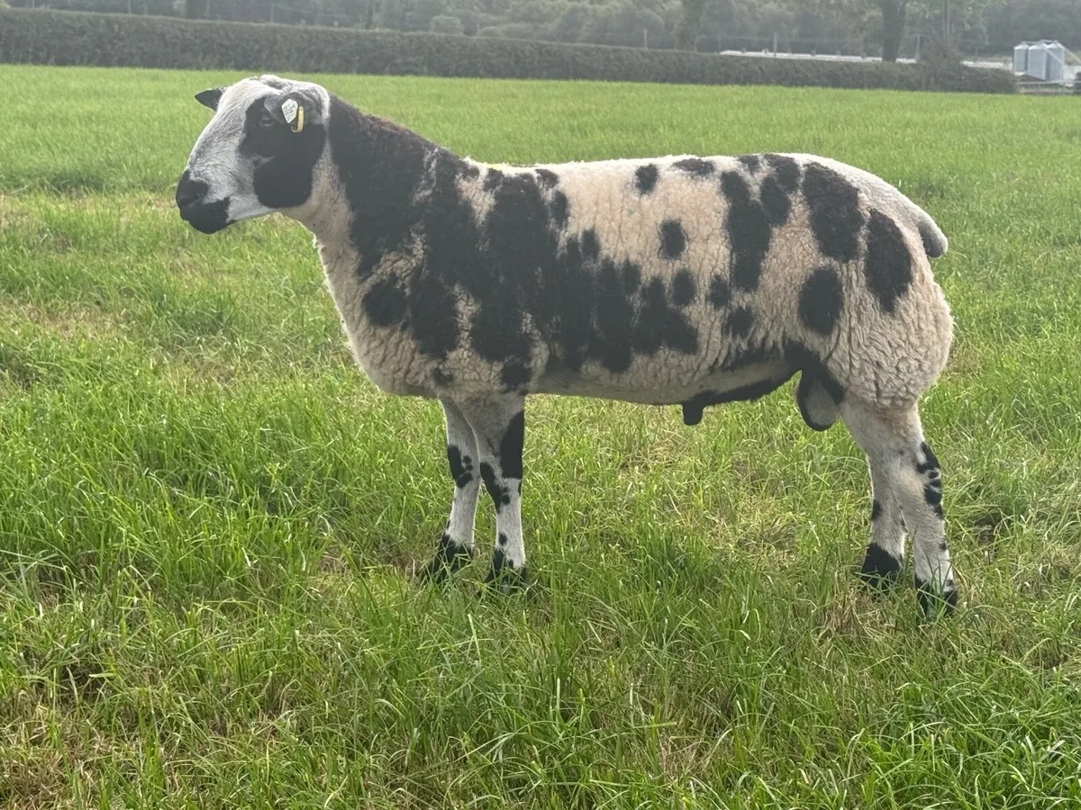 Pedigree Dutch Spotted Ram Lambs - Image 1