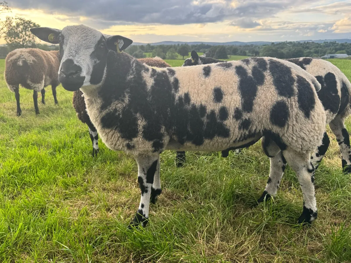 Pedigree Dutch Spotted Ram Lambs - Image 2