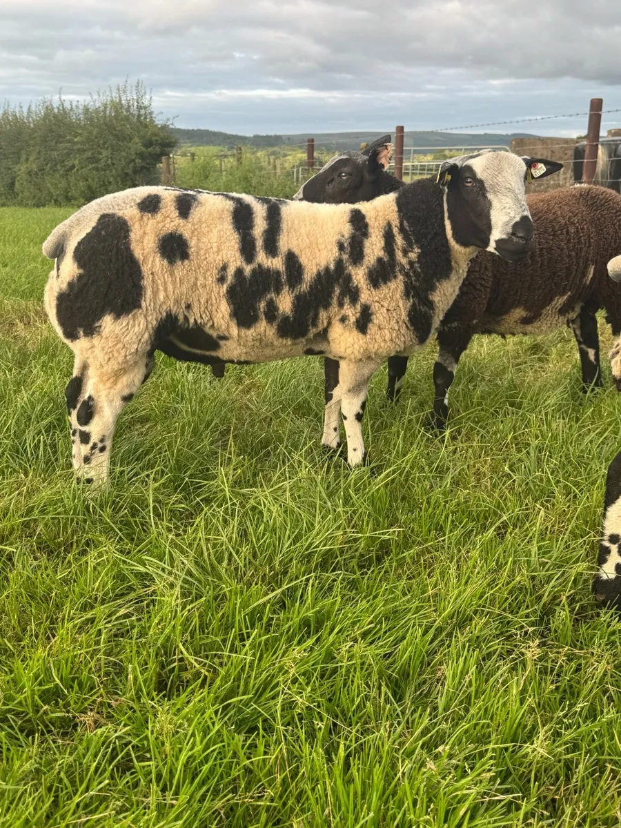 Pedigree Dutch Spotted Ram Lambs - Image 3
