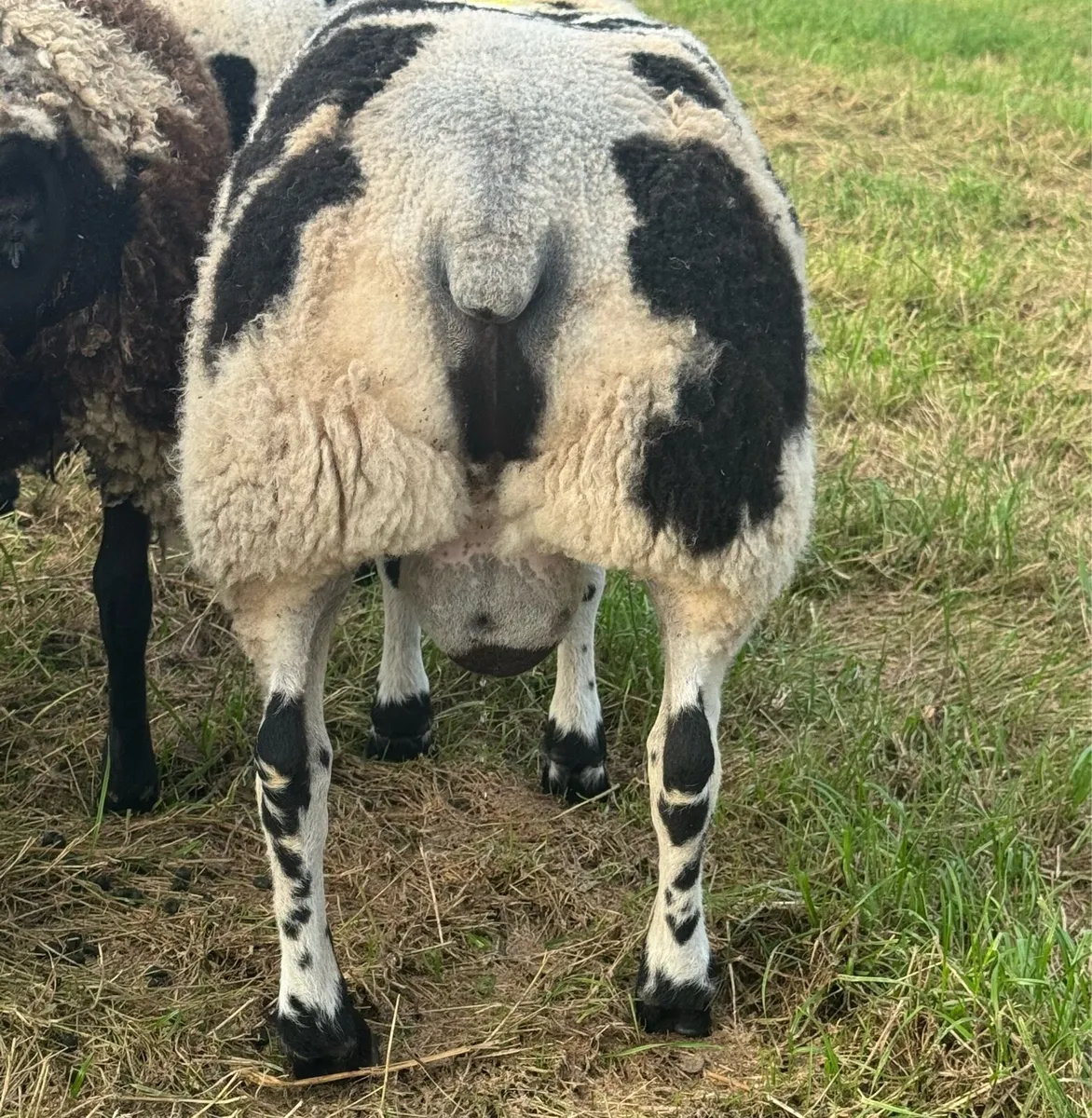 Pedigree Dutch Spotted Ram Lambs - Image 4
