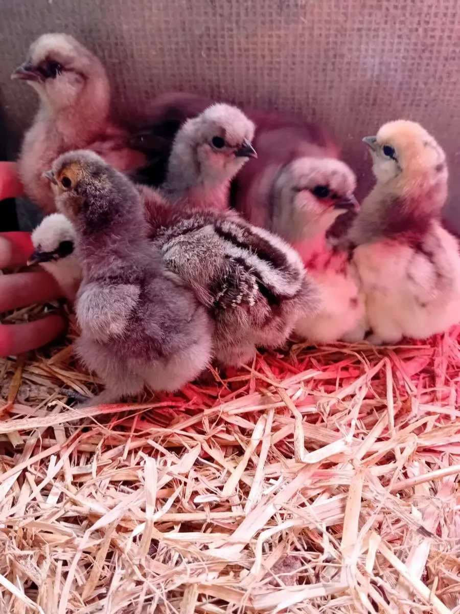 Silkie Chicks - Image 1