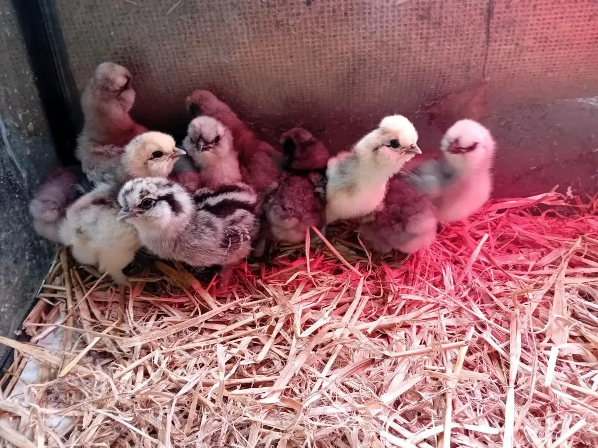 Silkie Chicks - Image 2