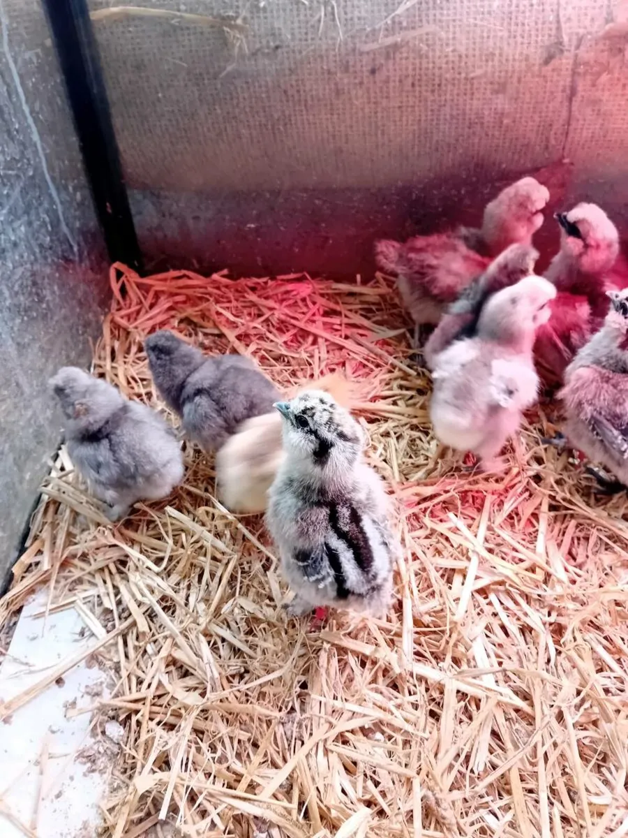 Silkie Chicks - Image 3