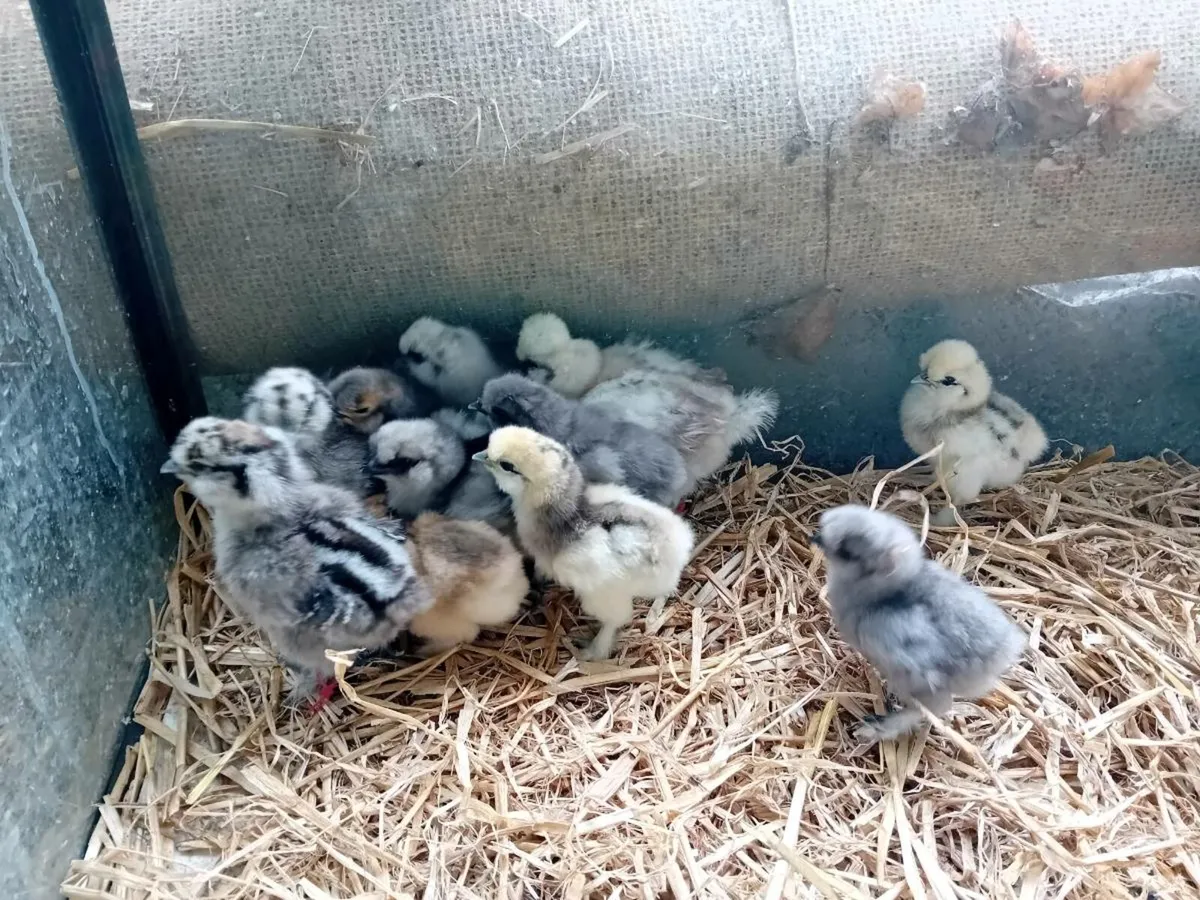 Silkie Chicks - Image 4