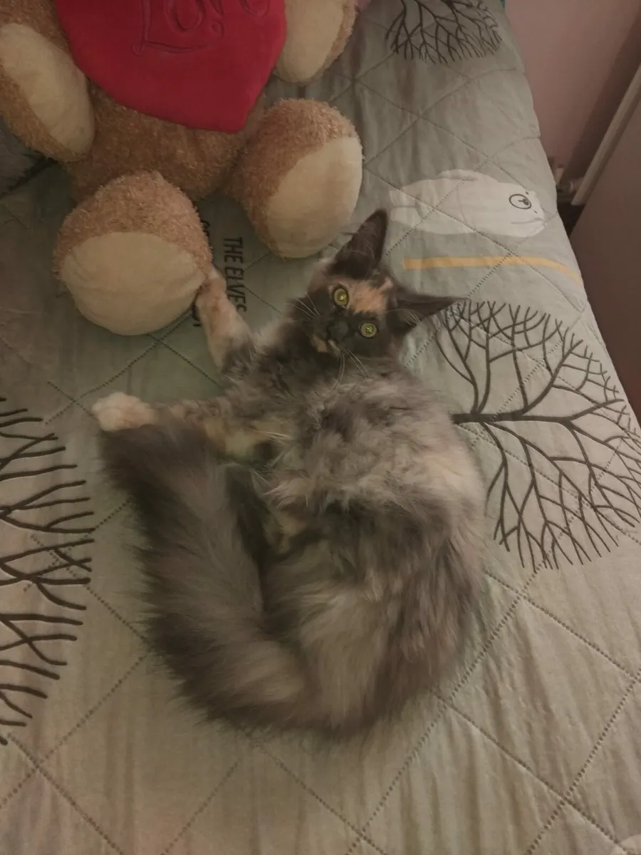 Beautiful girl available❤️ - Image 1