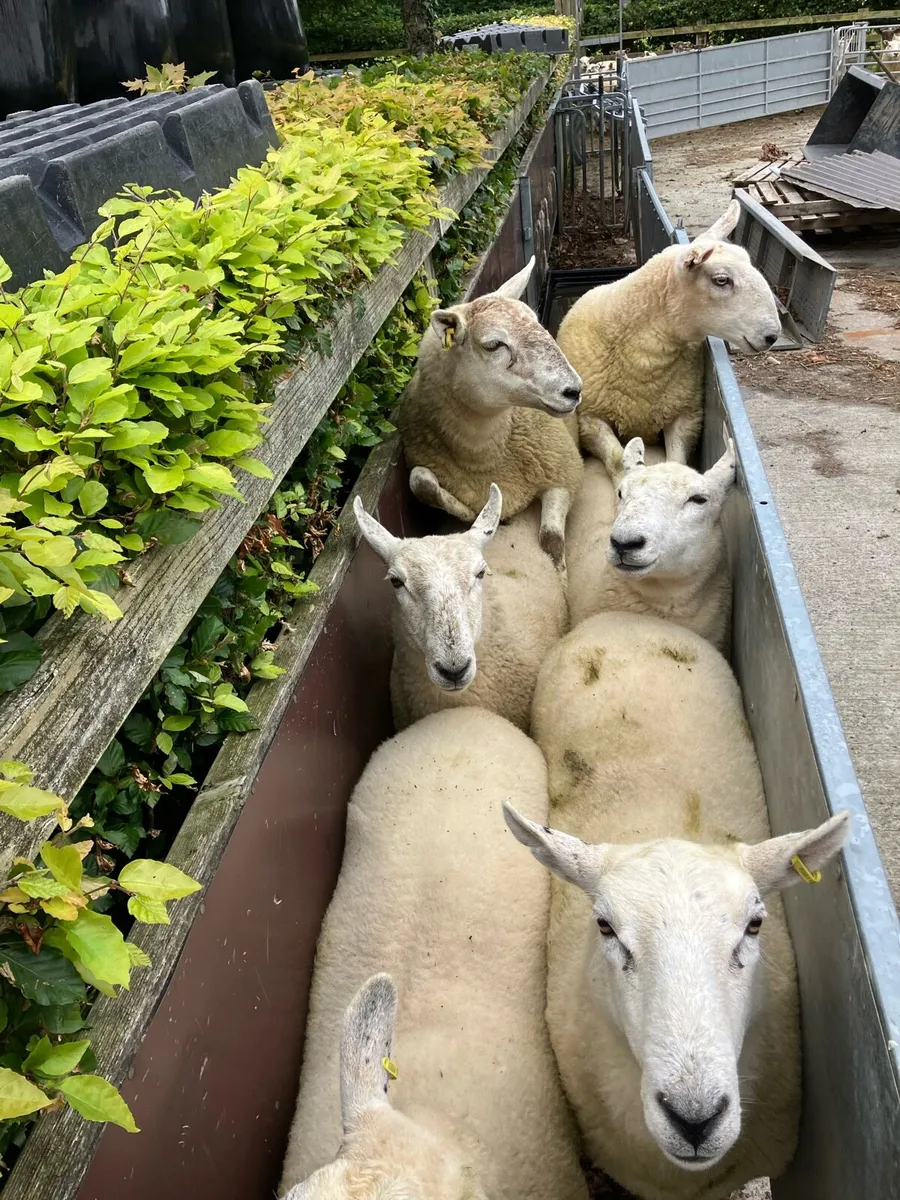 6 nice Cheviot Hogget ewes - Image 2