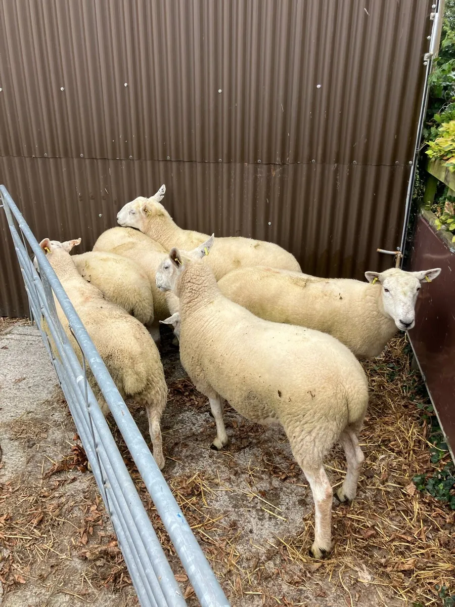 6 nice Cheviot Hogget ewes - Image 3