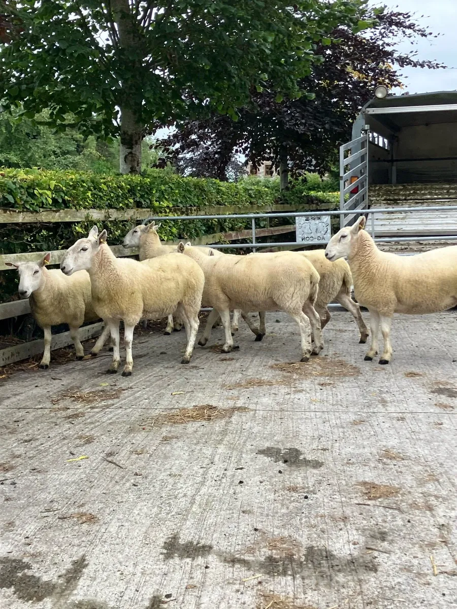 6 nice Cheviot Hogget ewes - Image 4