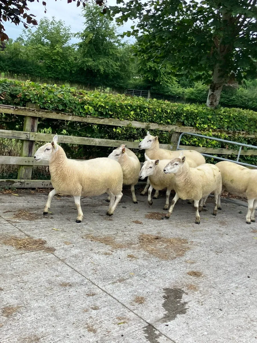6 nice Cheviot Hogget ewes - Image 1
