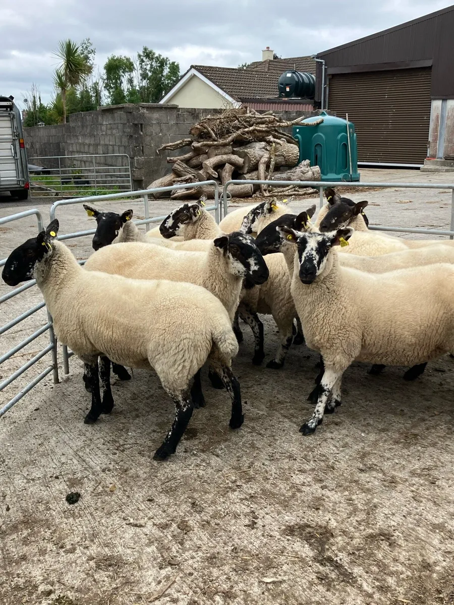 *** 12 Speckle face Hoggets *** - Image 3