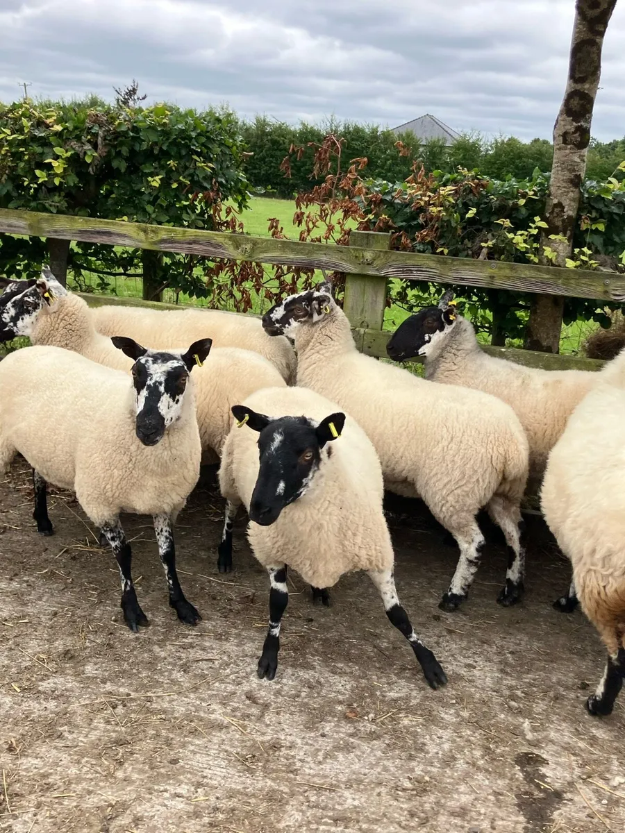 *** 12 Speckle face Hoggets *** - Image 2