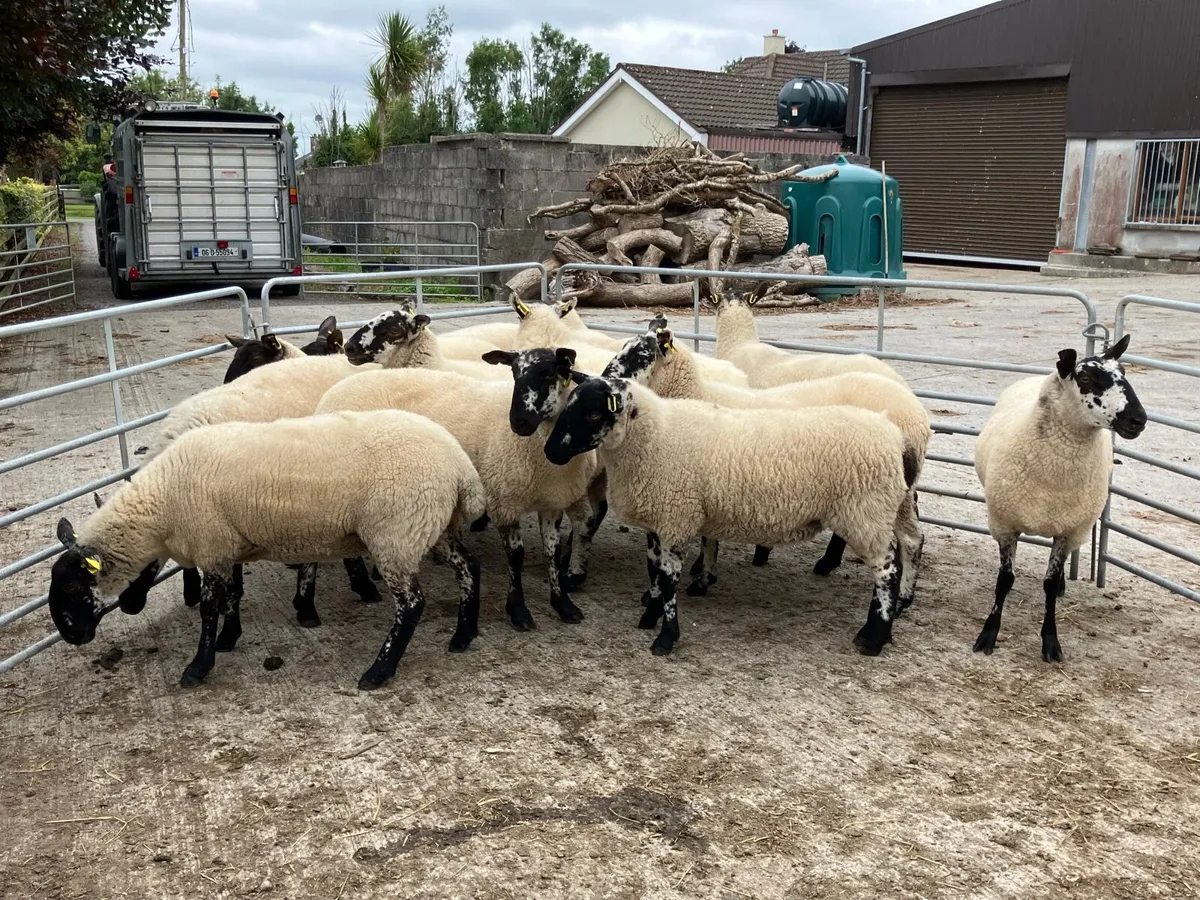 *** 12 Speckle face Hoggets *** - Image 4