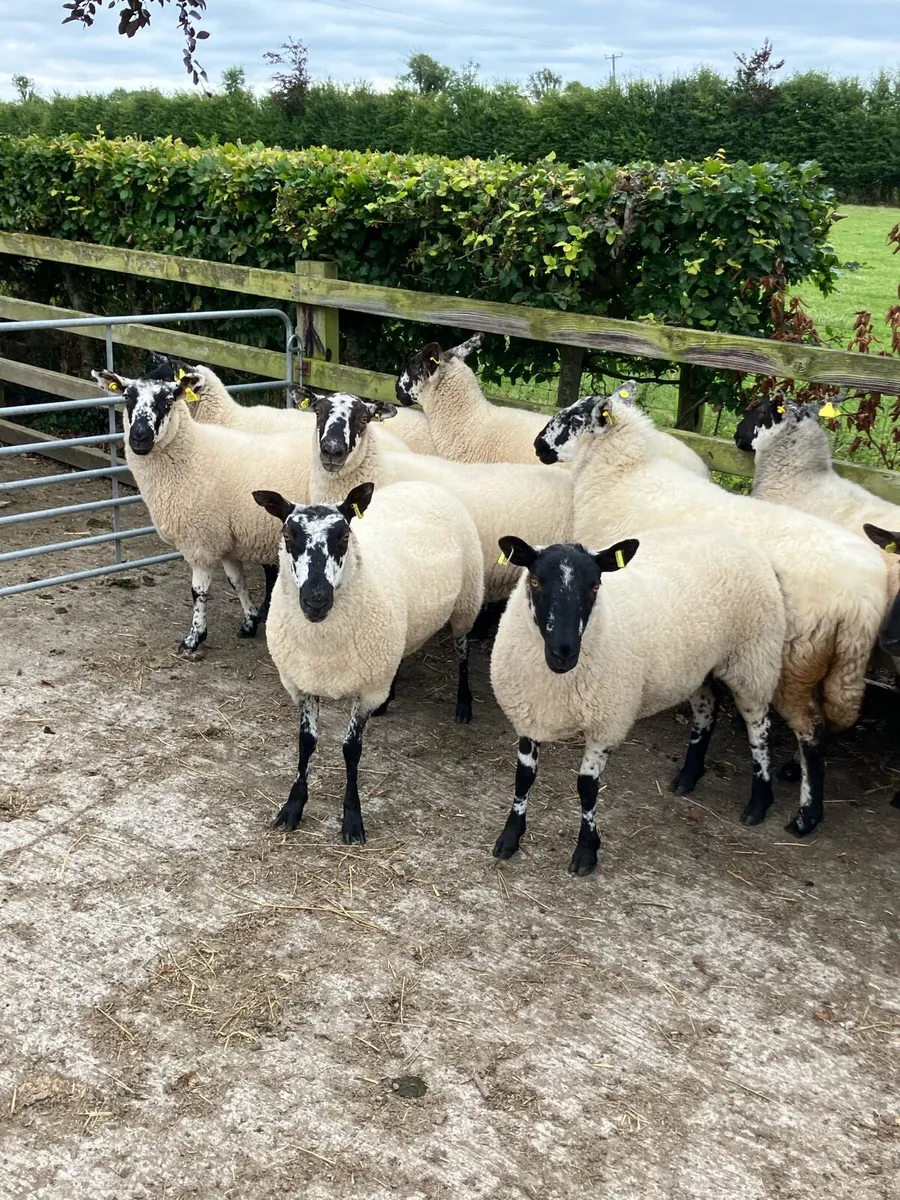 *** 12 Speckle face Hoggets *** - Image 1