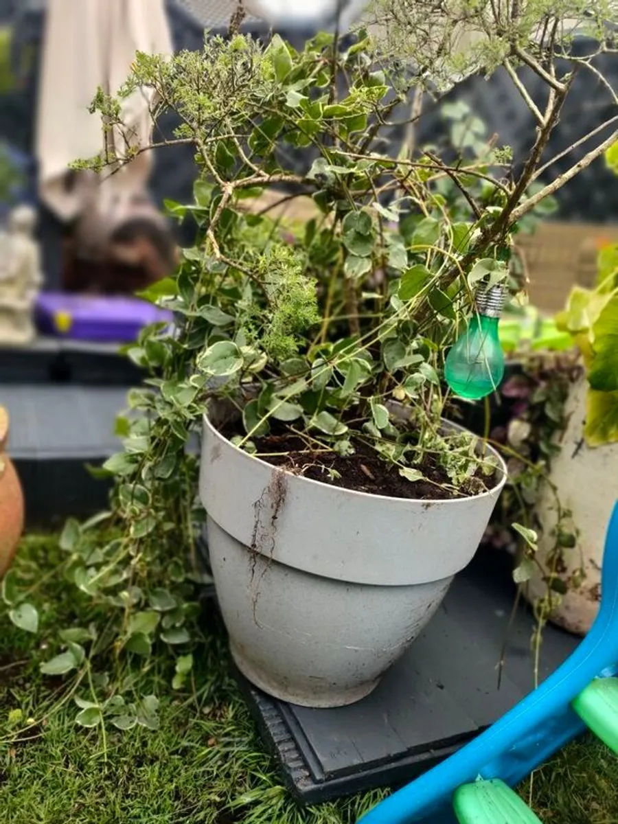 Large Broom Cystus in pot and 2 other planter d - Image 4