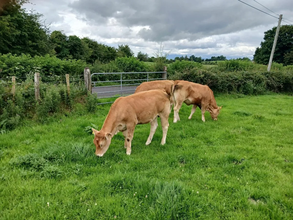 Pbr Limousin Heifer for sale - Image 1