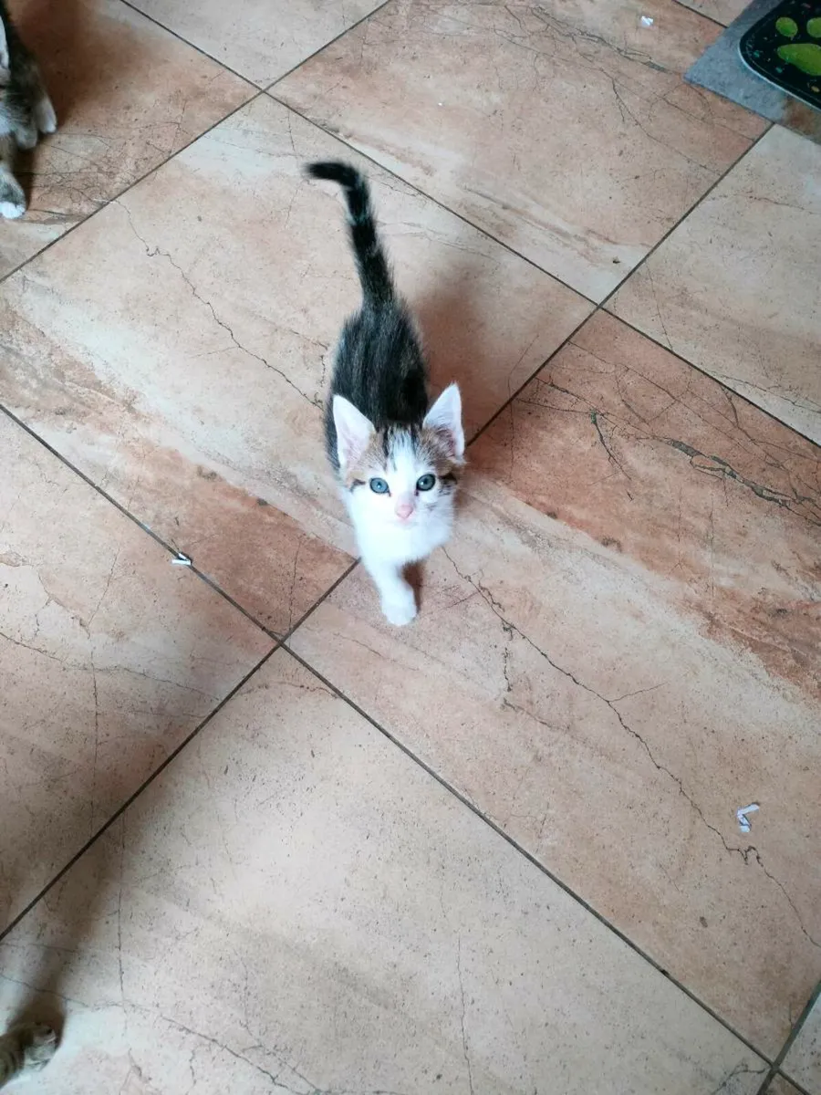 Cute, playful little kittens 🥰 - Image 1