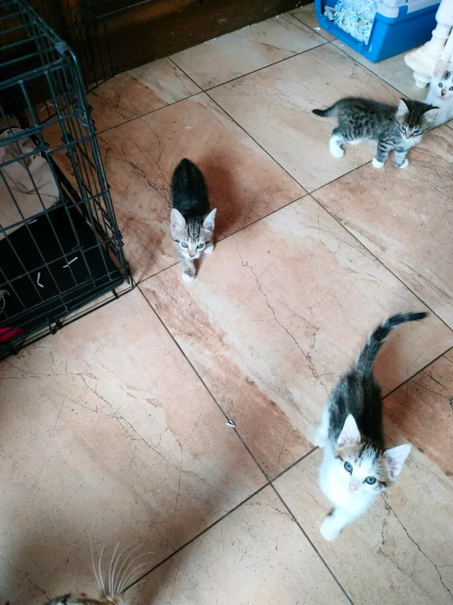 Cute, playful little kittens 🥰 - Image 2