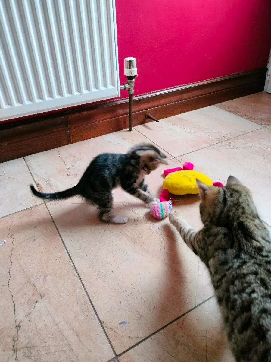 Cute, playful little kittens 🥰 - Image 3