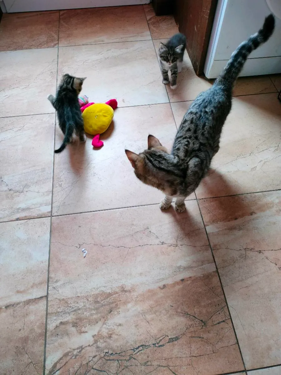 Cute, playful little kittens 🥰 - Image 4