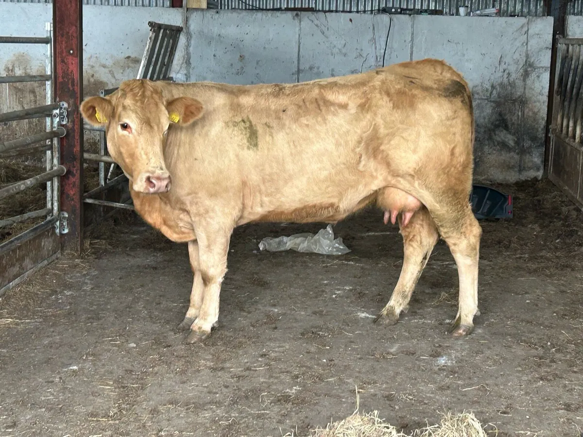 2022 born foster cow - Image 1