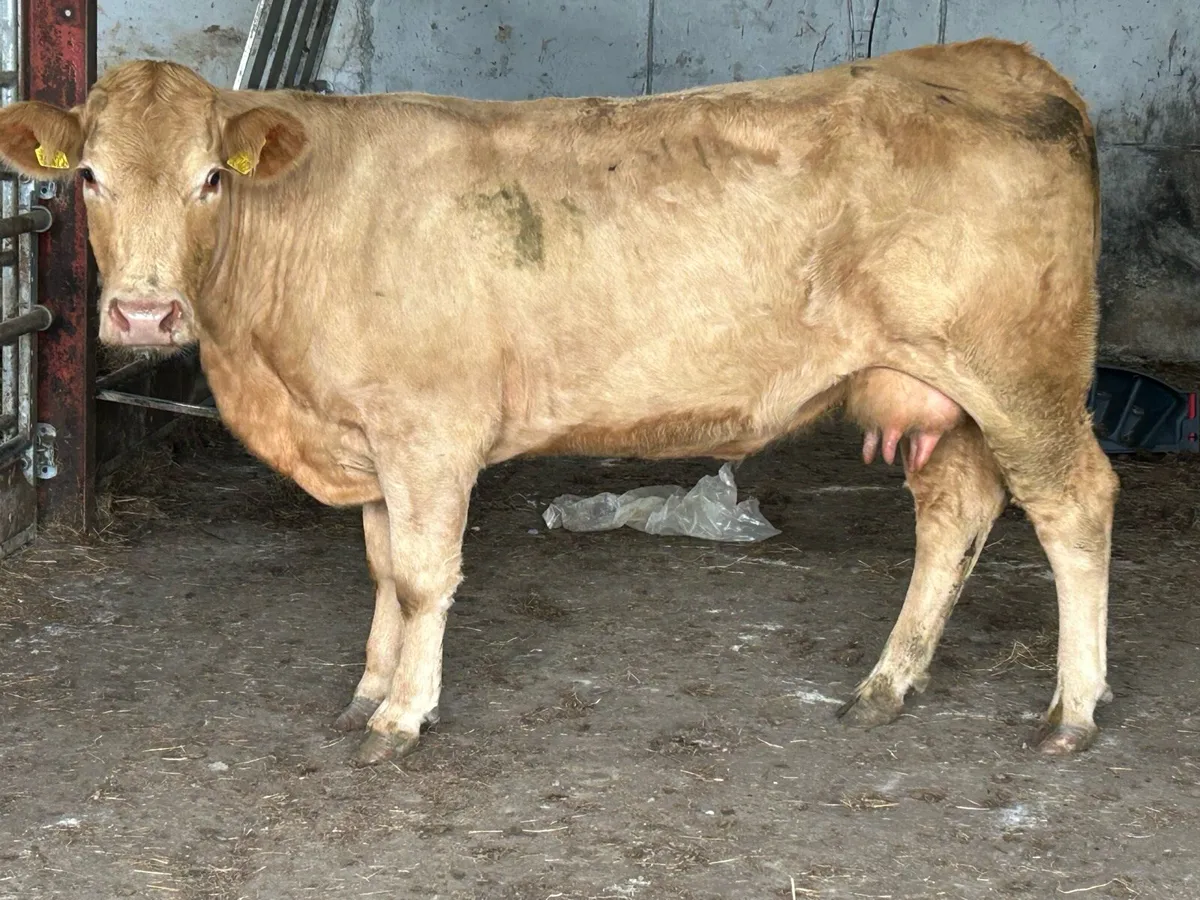 2022 born foster cow - Image 2