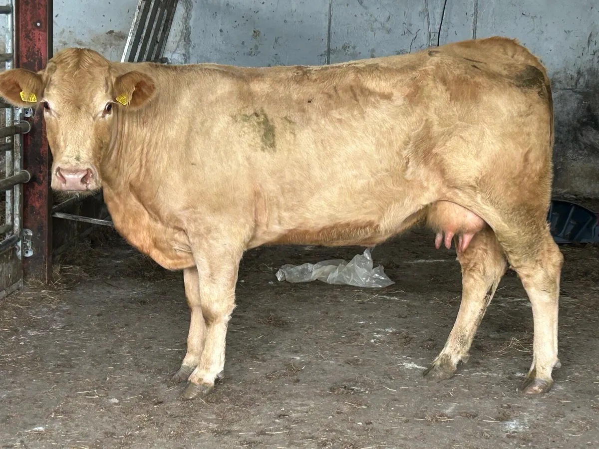 2022 born foster cow - Image 3
