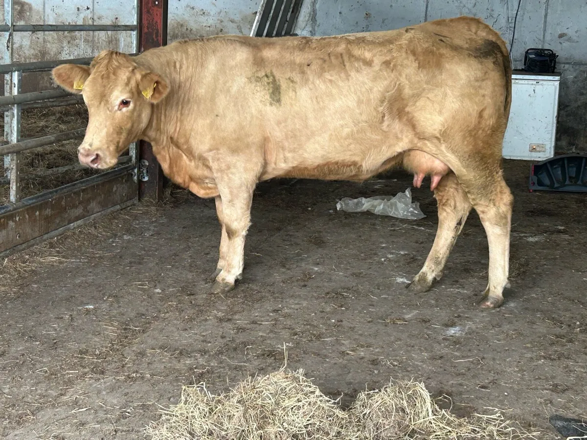 2022 born foster cow - Image 4
