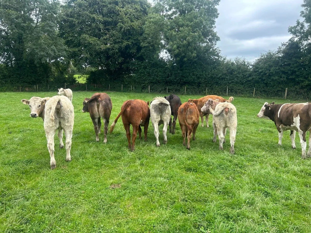 10 super 350kg continental store heifers - Image 1