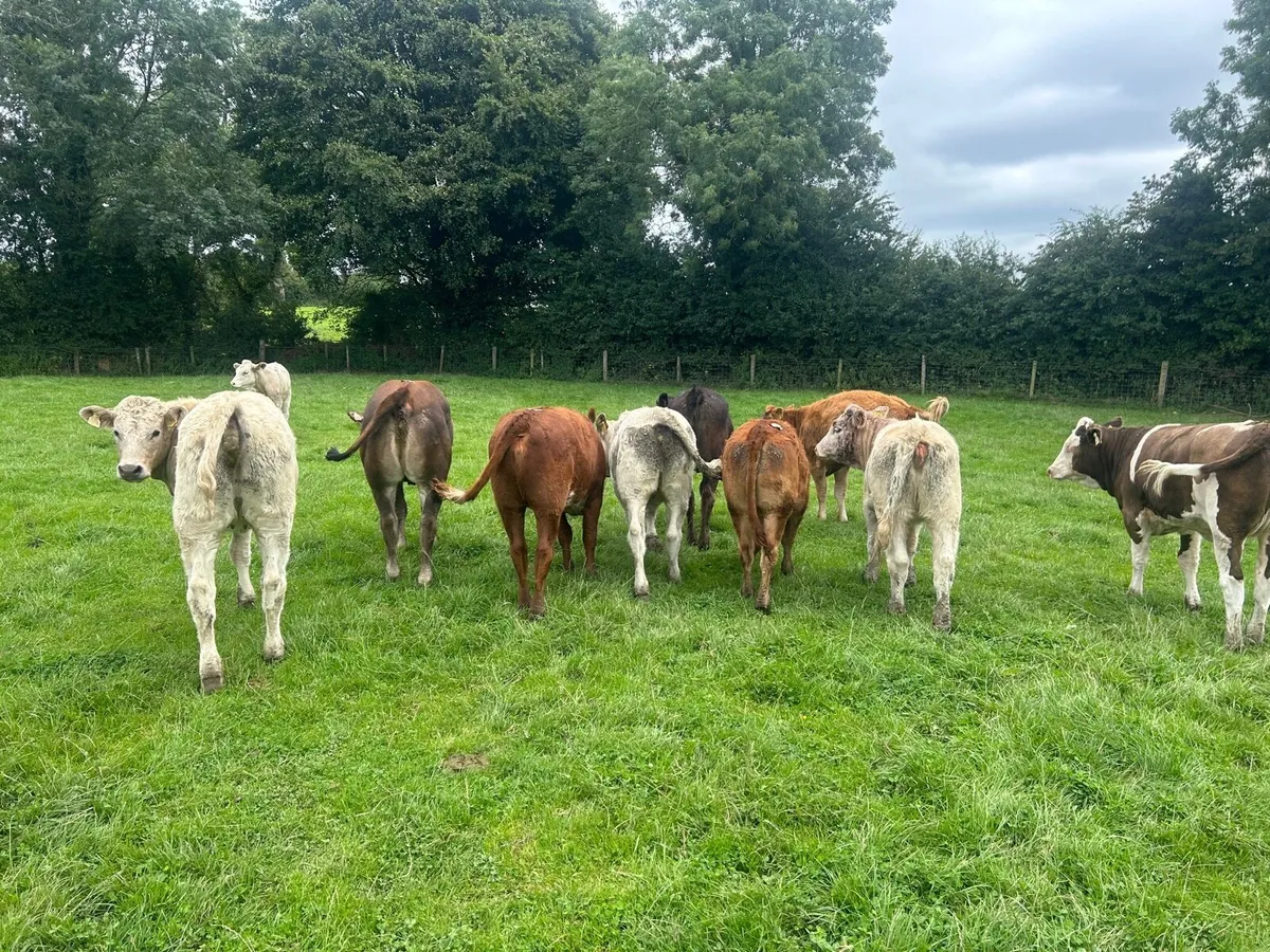 10 super 350kg continental store heifers - Image 2