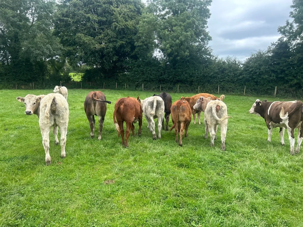 10 super 350kg continental store heifers - Image 3