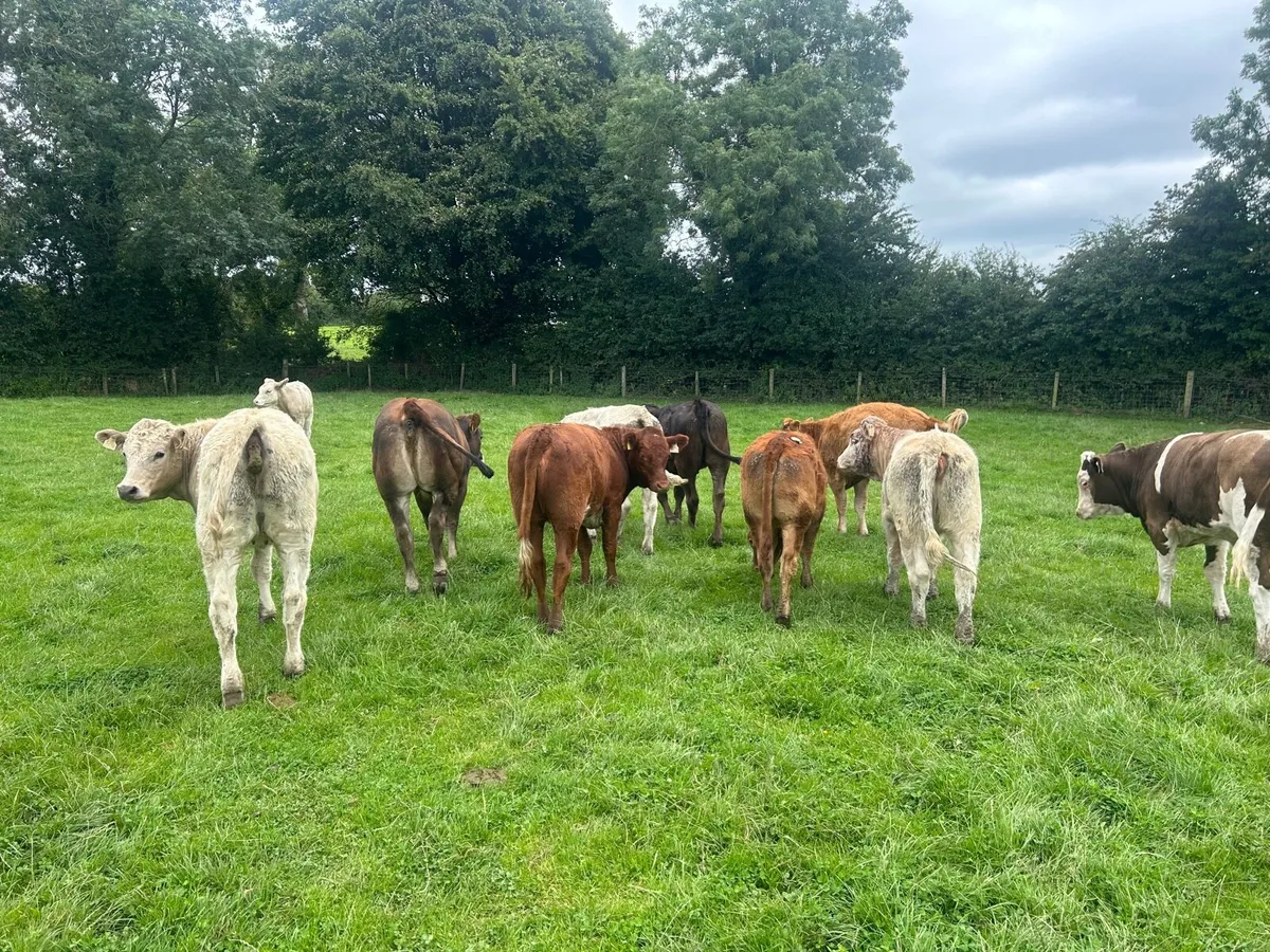 10 super 350kg continental store heifers - Image 4