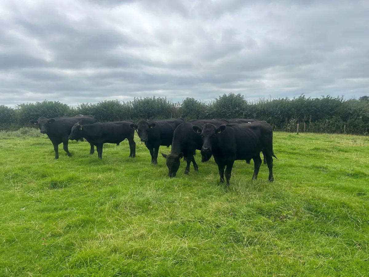 11 super 430 kg Angus store bullocks - Image 1