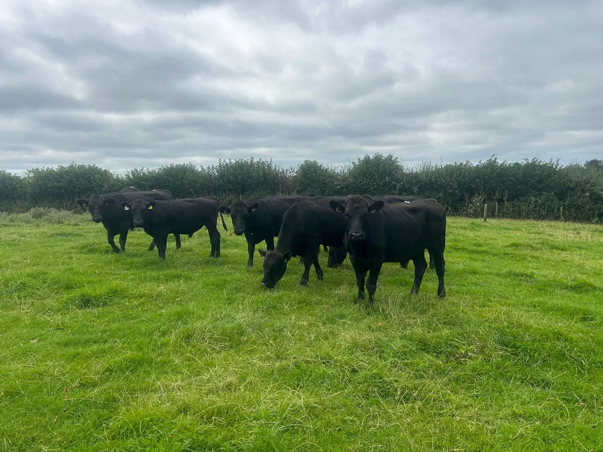 11 super 430 kg Angus store bullocks - Image 2