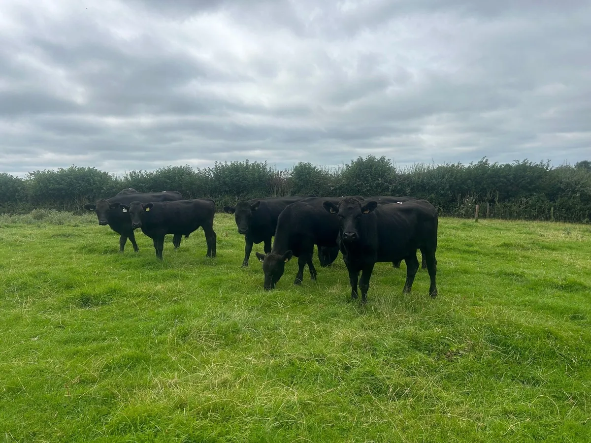 11 super 430 kg Angus store bullocks - Image 3